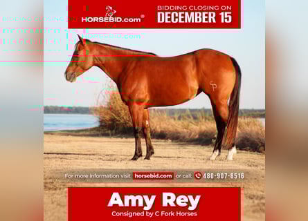 American Quarter Horse, Mare, 5 years, 14,3 hh, Bay