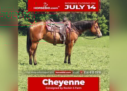 American Quarter Horse, Mare, 5 years, 14,3 hh, Bay