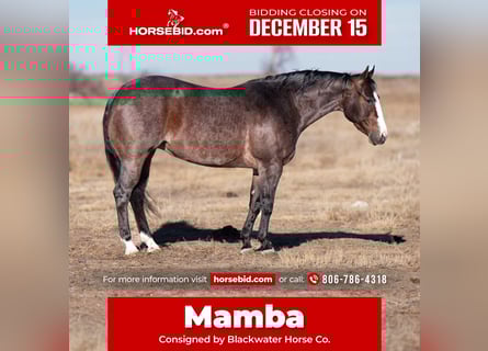 American Quarter Horse, Mare, 5 years, 14,3 hh, Roan-Bay