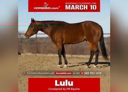 American Quarter Horse, Mare, 5 years, 15.2 hh, Bay