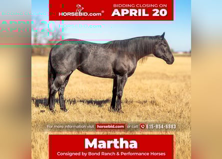 American Quarter Horse, Mare, 5 years, 15.3 hh, Roan-Blue