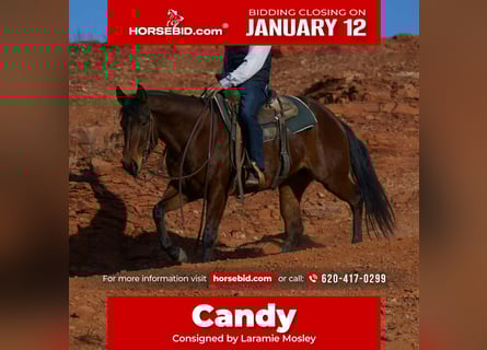 American Quarter Horse, Mare, 5 years, 15 hh, Bay