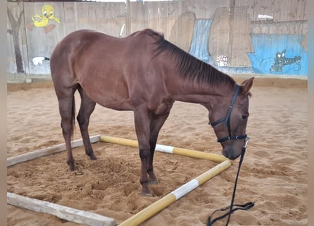 American Quarter Horse, Mare, 5 years, 15 hh, Chestnut
