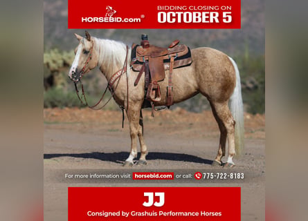 American Quarter Horse, Mare, 5 years, 15 hh, Palomino