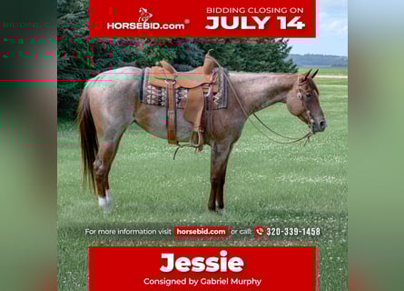 American Quarter Horse, Mare, 5 years, 15 hh, Roan-Red