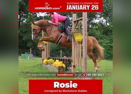 American Quarter Horse Mix, Mare, 5 years, 15,1 hh, Chestnut