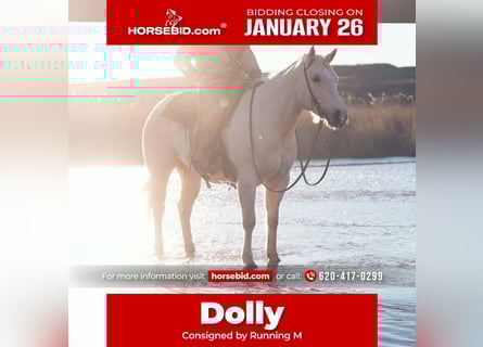 American Quarter Horse, Mare, 5 years, 15,1 hh, Palomino