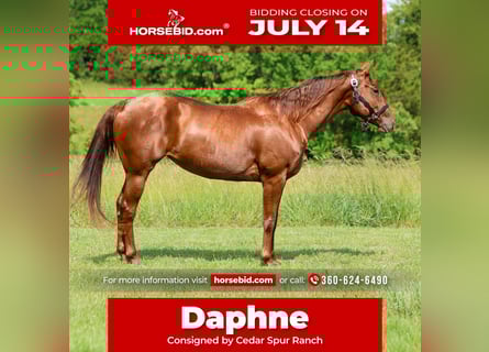 American Quarter Horse, Mare, 5 years, 15,1 hh, Sorrel