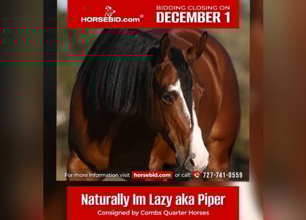 American Quarter Horse, Mare, 5 years, 15,2 hh, Bay