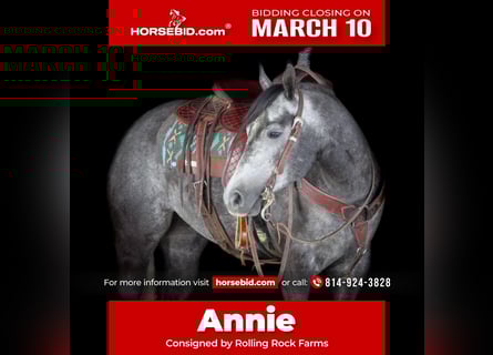 American Quarter Horse, Mare, 5 years, 15,2 hh, Gray