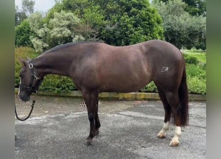 American Quarter Horse, Mare, 5 years, Chestnut