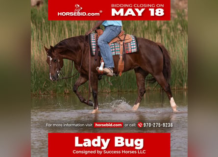 American Quarter Horse, Mare, 5 years, Sorrel