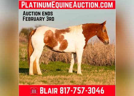 American Quarter Horse, Mare, 6 years, 14,1 hh, Tobiano-all-colors