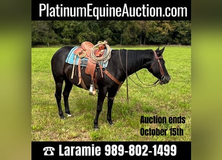 American Quarter Horse, Mare, 6 years, 14,2 hh, Black