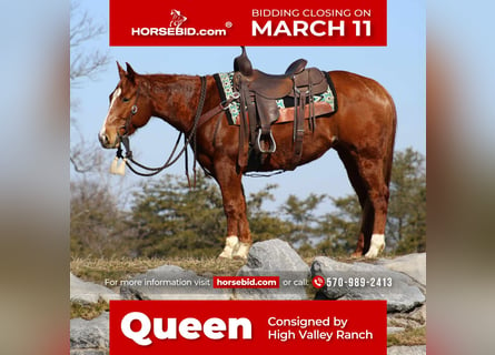 American Quarter Horse, Mare, 6 years, 14.2 hh, Sorrel