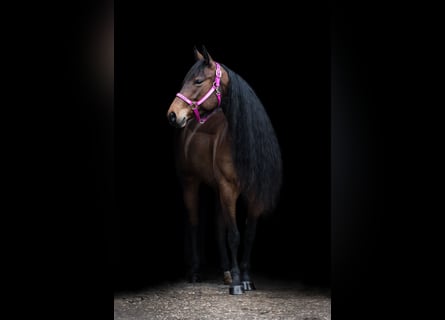 American Quarter Horse, Mare, 6 years, 14,3 hh, Brown