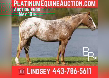 American Quarter Horse, Mare, 6 years, 14 hh, Chestnut