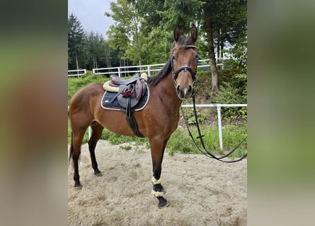 American Quarter Horse, Mare, 6 years, 14 hh