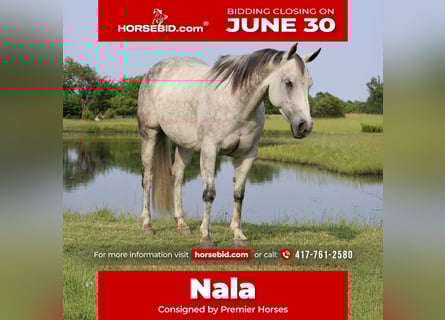 American Quarter Horse, Mare, 6 years, 14,1 hh, Gray