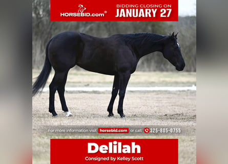 American Quarter Horse, Mare, 6 years, 15,1 hh, Black