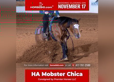 American Quarter Horse, Mare, 6 years, 15 hh, Bay