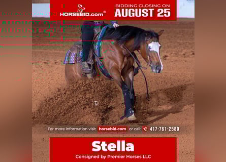American Quarter Horse, Mare, 6 years, 15 hh, Bay