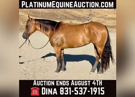 American Quarter Horse, Mare, 6 years, 15 hh, Buckskin