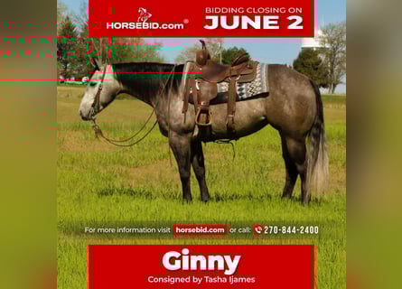 American Quarter Horse, Mare, 6 years, 15 hh, Gray