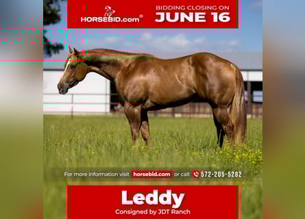 American Quarter Horse, Mare, 6 years, 15 hh, Red Dun