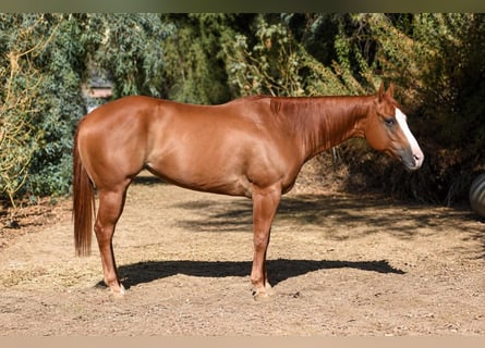 American Quarter Horse, Mare, 6 years, 15 hh, Sorrel