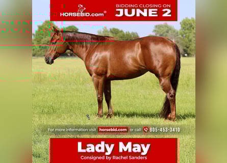American Quarter Horse, Mare, 6 years, 15 hh, Sorrel