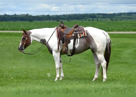 American Quarter Horse, Mare, 6 years, 15 hh, Tobiano-all-colors