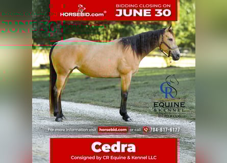 American Quarter Horse, Mare, 6 years, 15,1 hh, Buckskin