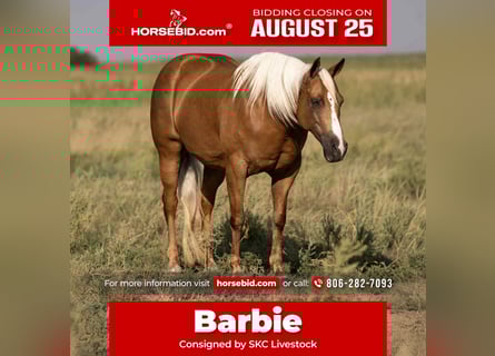 American Quarter Horse, Mare, 6 years, 15,1 hh, Palomino