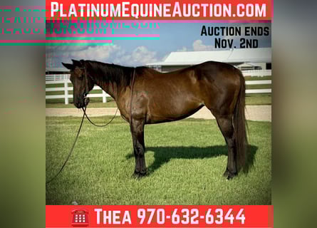 American Quarter Horse, Mare, 6 years, 15,3 hh, Black