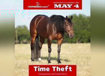 American Quarter Horse, Mare, 6 years, Bay