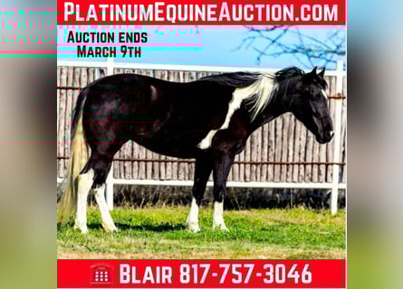 American Quarter Horse, Mare, 6 years, Black