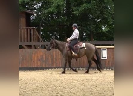 American Quarter Horse, Mare, 6 years, Grullo