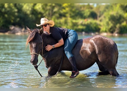 American Quarter Horse, Mare, 6 years, Grullo
