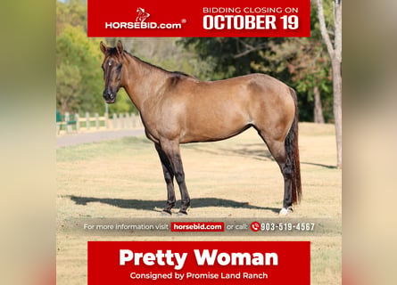 American Quarter Horse, Mare, 6 years, Grullo