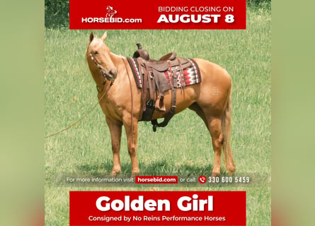 American Quarter Horse, Mare, 6 years, Palomino