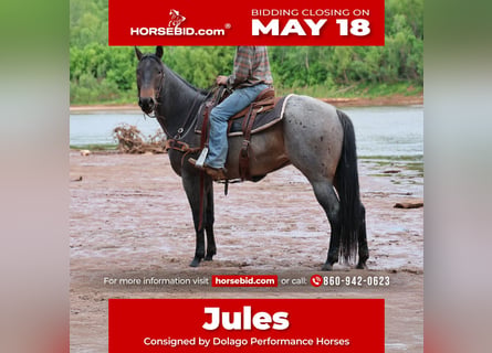 American Quarter Horse, Mare, 6 years, Roan-Bay