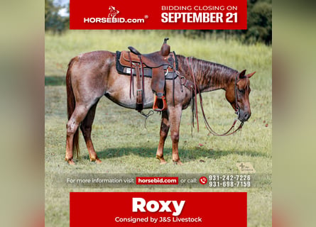 American Quarter Horse, Mare, 6 years, Roan-Red