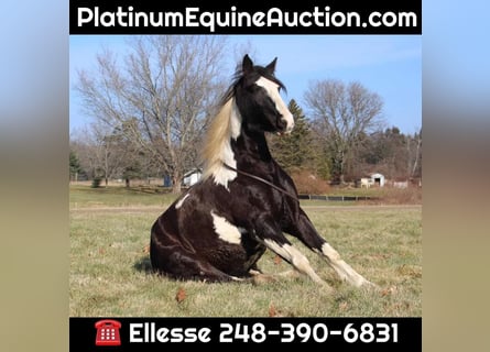American Quarter Horse, Mare, 6 years, Tobiano-all-colors