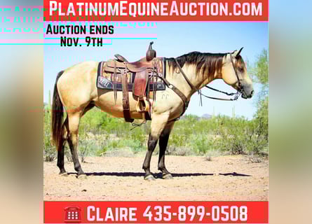 American Quarter Horse, Mare, 6 years