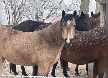 American Quarter Horse, Mare, 7 years, 12,2 hh, Buckskin