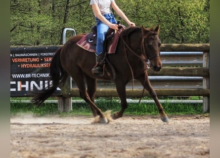 American Quarter Horse, Mare, 7 years, 13,2 hh, Chestnut