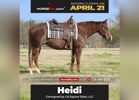 American Quarter Horse, Mare, 7 years, 14.1 hh, Chestnut