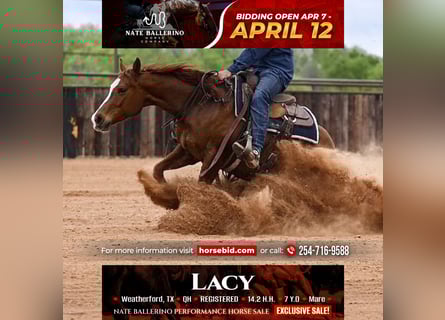 American Quarter Horse, Mare, 7 years, 14.2 hh, Sorrel