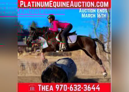 American Quarter Horse, Mare, 7 years, 14 hh, Black